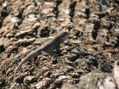 Tropidurus etheridgei