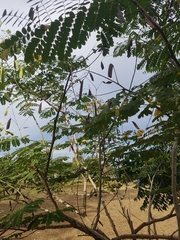 Caesalpinia pulcherrima flava