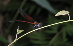Euphaea sanguinea