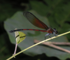 Euphaea sanguinea