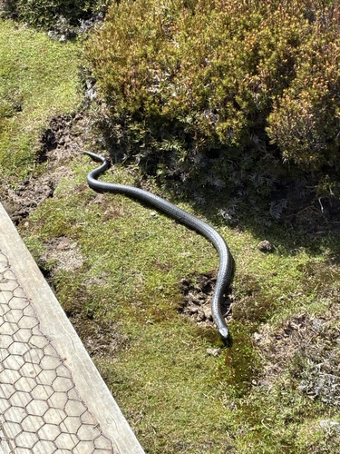 Tiger Snake sighting