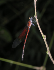 Euphaea sanguinea