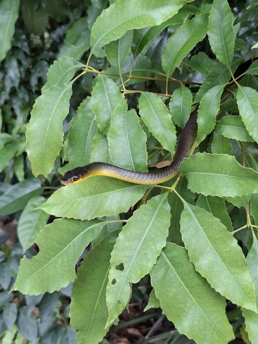Common Tree Snake sighting