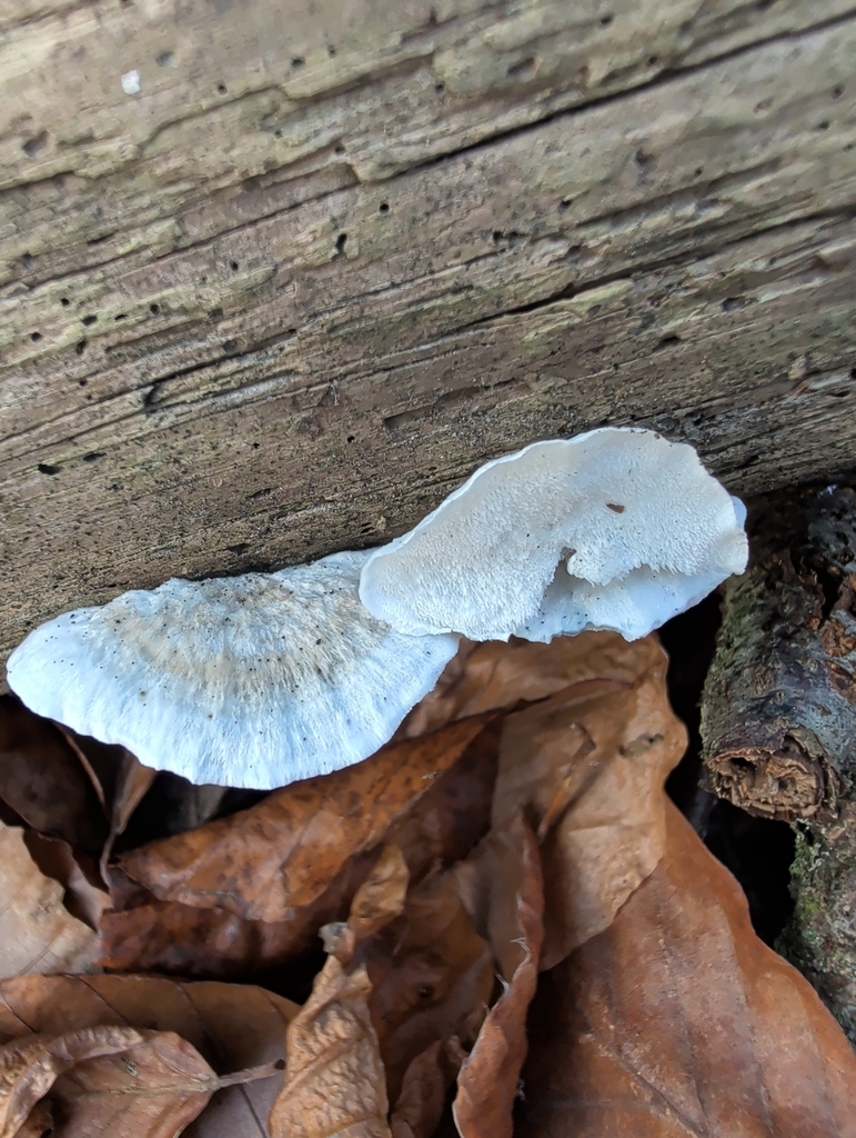 Cyanosporus caesius · December 2025 · photo: © vincent_b (iNaturalist, cc-by)