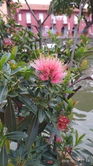 Xanthostemon youngii
