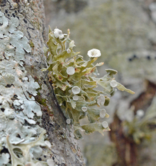 Ramalina culbersoniorum