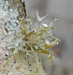 Ramalina culbersoniorum