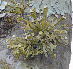 Ramalina culbersoniorum