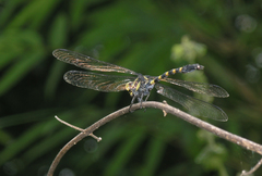 Macrogomphus kerri