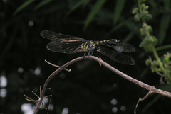 Macrogomphus kerri