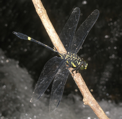 Gomphidictinus perakensis