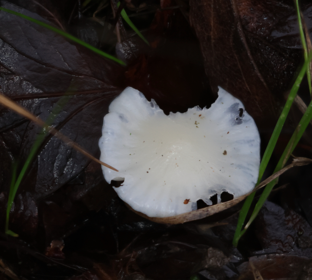 Cuphophyllus virgineus · December 2025 · photo: © jerry2018 (iNaturalist, cc0)