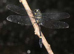 Gomphidictinus perakensis