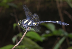 Gomphidictinus perakensis