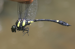 Gomphidictinus perakensis