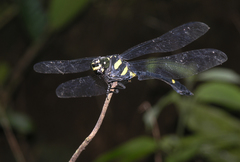 Gomphidictinus perakensis