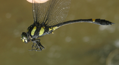 Gomphidictinus perakensis