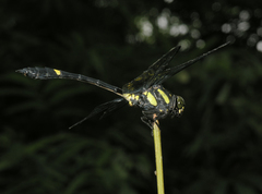 Gomphidictinus perakensis