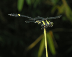 Gomphidictinus perakensis