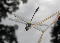 Gomphidictinus perakensis