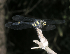 Gomphidictinus perakensis