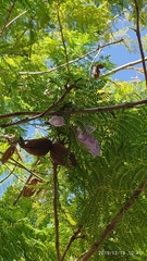 Jacaranda obtusifolia