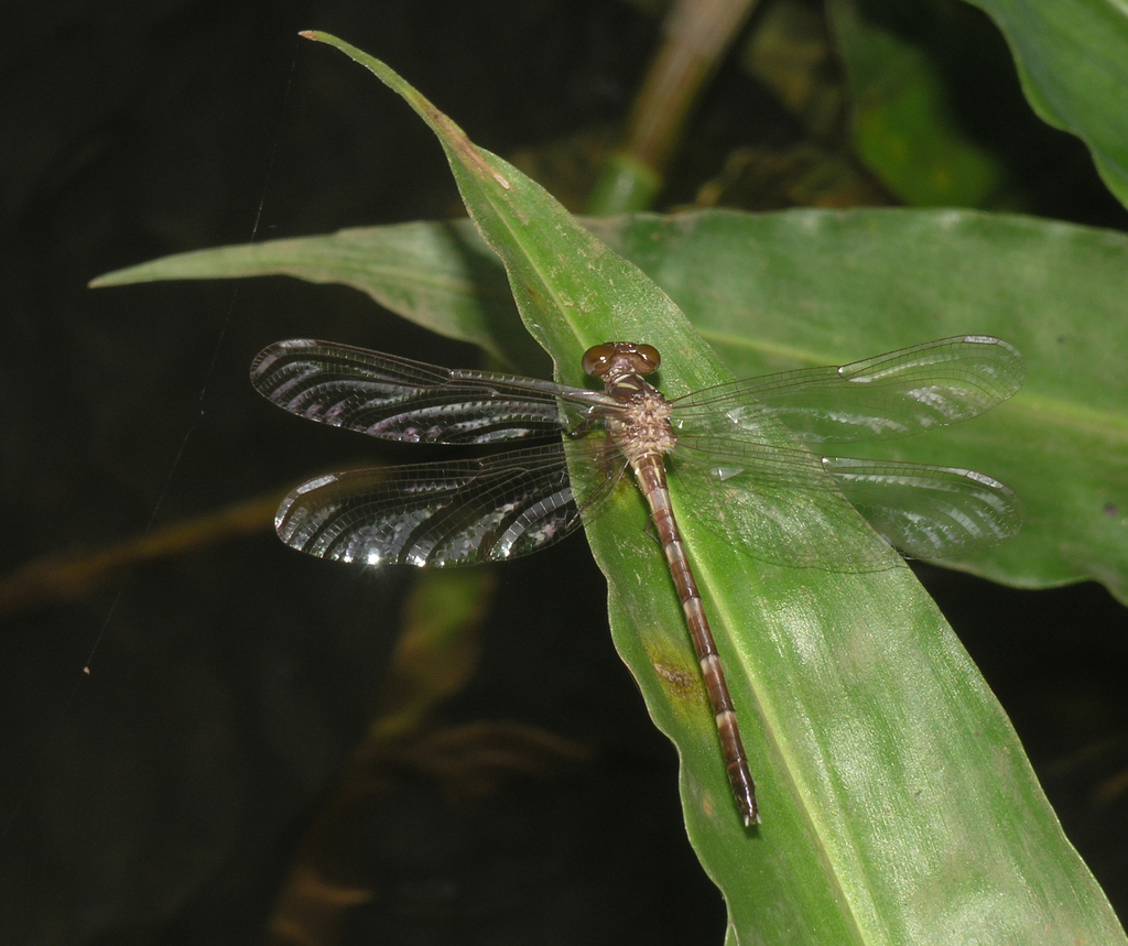 Heliogomphus chaoi