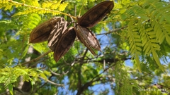 Jacaranda obtusifolia