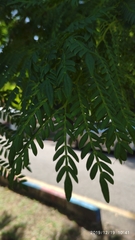 Jacaranda obtusifolia