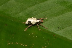 Phaedropus candidus