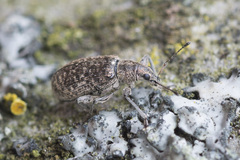 Polydrusus pilosus