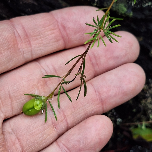 Dainty Wedge Pea (Gompholobium glabratum)