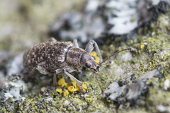Polydrusus pilosus