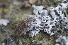 Polydrusus pilosus