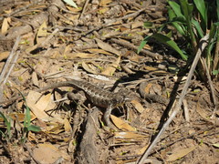 Stenocercus doellojuradoi