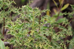 Maytenus ilicifolia