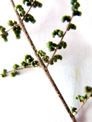 Cheilanthes parviloba