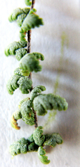 Cheilanthes parviloba