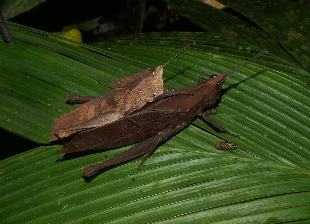 Colpolopha latipennis