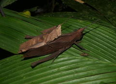 Colpolopha latipennis