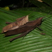 Colpolopha latipennis - Photo (c) blackdogto, algunos derechos reservados (CC BY-NC), subido por blackdogto