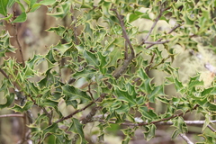 Maytenus ilicifolia
