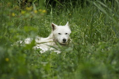 Canis lupus crassodon