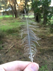 Streptopelia decaocto
