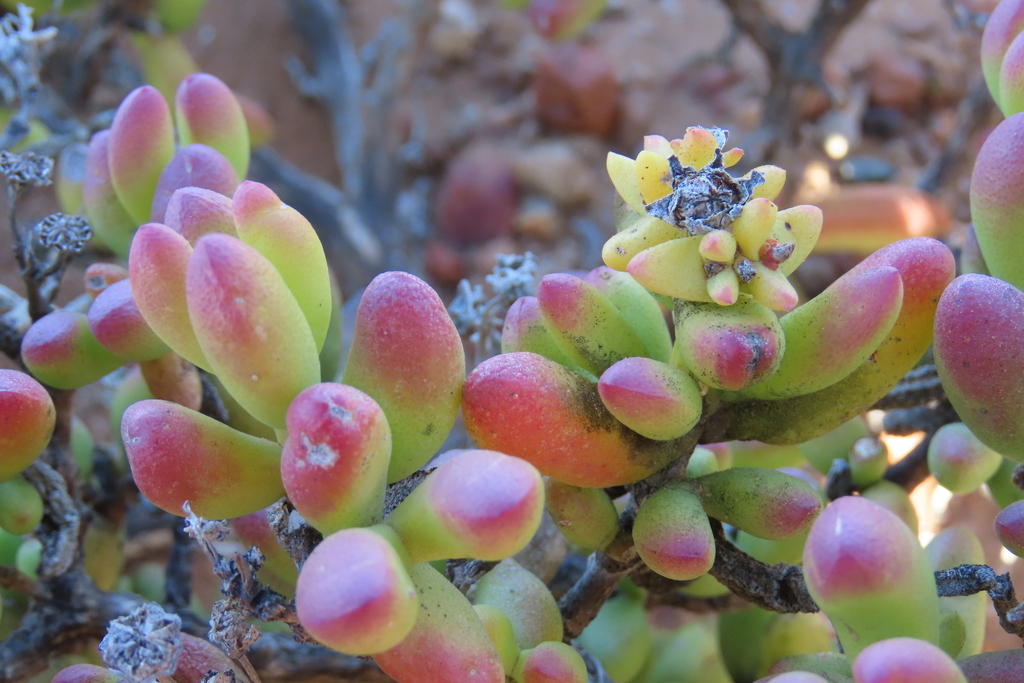 Namib Starfig