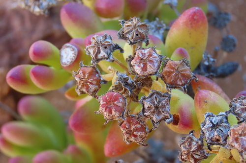 Namib Starfig (Amphibolia obscura)