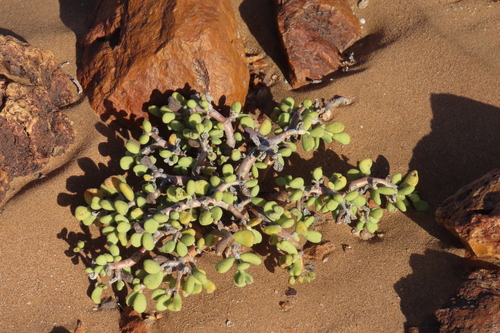 Portulacaria pygmaea