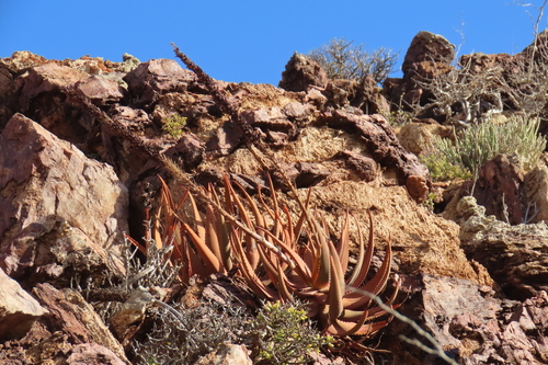 Aloe gariepensis, photograph 5