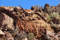 author not stated, no rights reserved Aloe gariepensis, photograph author not stated, no rights reserved