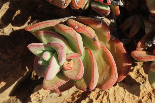 Crassula sladenii